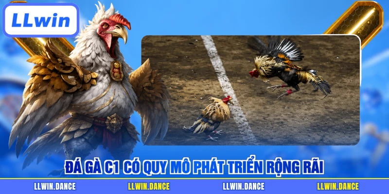 Đá gà C1 có quy mô phát triển rộng rãi