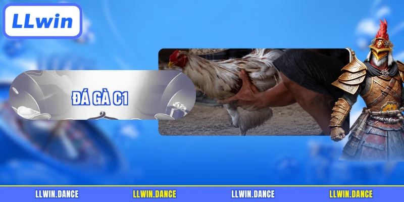 Đá Gà C1 - Quy Tụ Những Trận Đấu Đỉnh Cao Hấp Dẫn