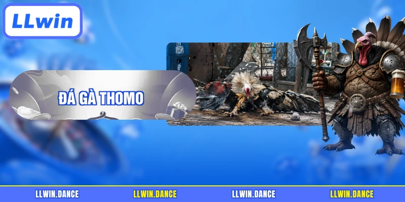 Đá Gà Thomo LLWIN Bí Kíp Soi Độ Chuẩn Của Dân Chuyên